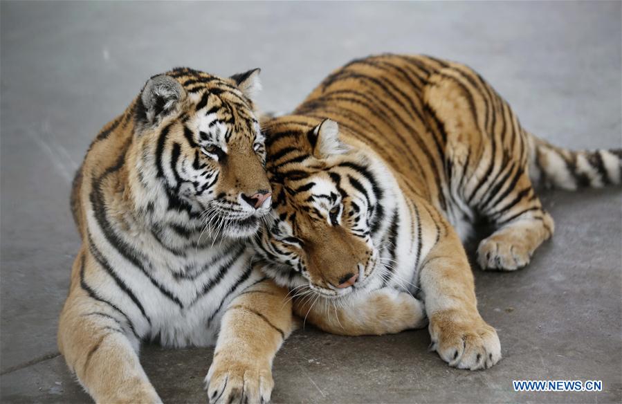 #CHINA-VALENTINE'S DAY-ANIMALS (CN)