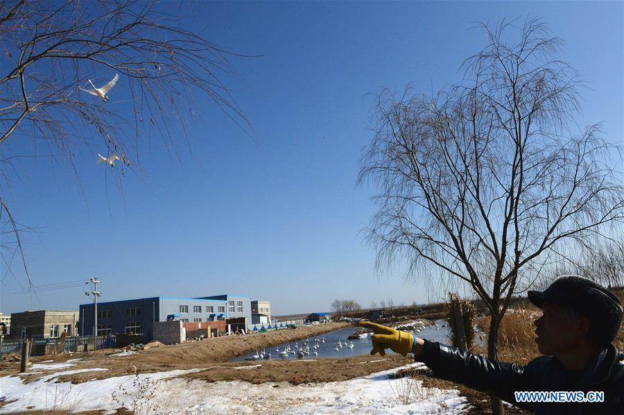 CHINA-SHANDONG-SWAN-PROTECTION (CN)