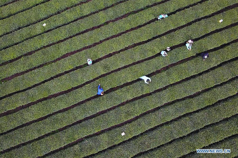 #CHINA-GUIZHOU-TEA PROCESSING (CN)
