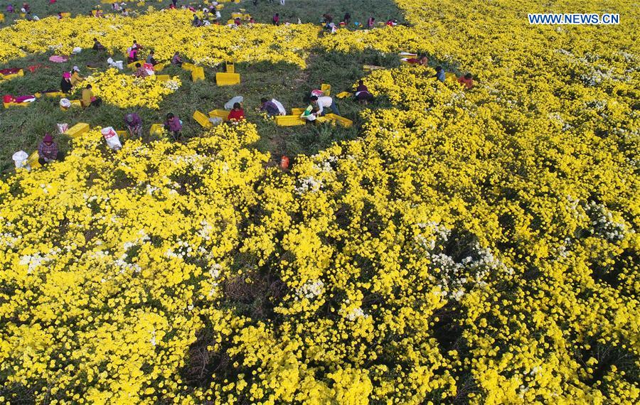 #CHINA-HENAN-CHRYSANTHEMUM-HARVEST (CN)