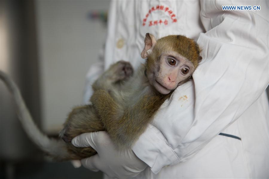 CHINA-SHANGHAI-GENE-EDITED MONKEYS (CN)