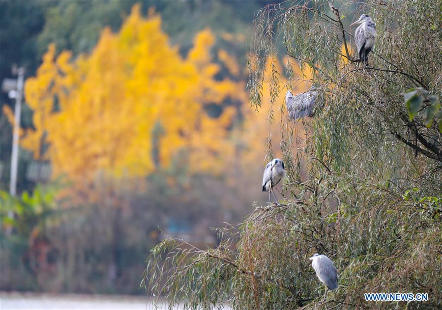 CHINA-GUIZHOU-GUIYANG-EARLY WINTER SCENERY (CN)