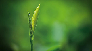 這片樹葉，改變了世界！