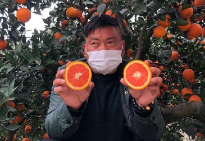 【科技戰(zhàn)疫】為湖北農(nóng)民加油！首批秭歸臍橙已上架淘寶