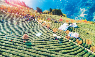陜西紫陽：茶園春色上&ldquo;云端&rdquo;