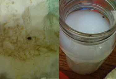 多美滋一包奶粉發(fā)現(xiàn)四只蟲 客服稱退貨難度大