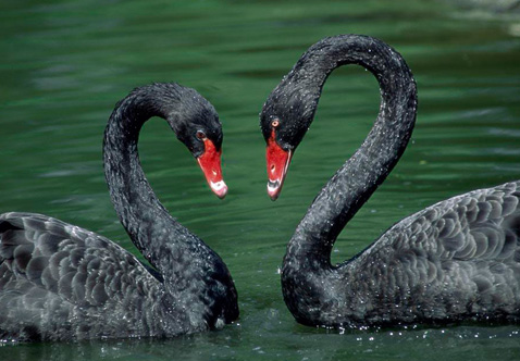 ?？低?ldquo;黑天鵝&rdquo;驚魂兩天