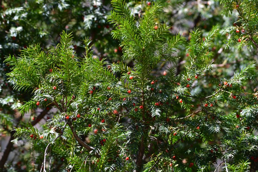時隔40多年，我國再度發(fā)現(xiàn)珍稀瀕危植物密葉紅豆杉種群