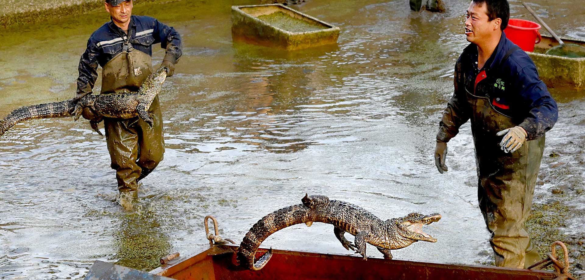 【顯影中國】&ldquo;活化石&rdquo;揚(yáng)子鱷轉(zhuǎn)場冬眠記