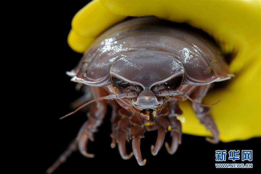 (圖文互動(dòng))(6)到南海“海馬冷泉”探秘海底的“生命綠洲”