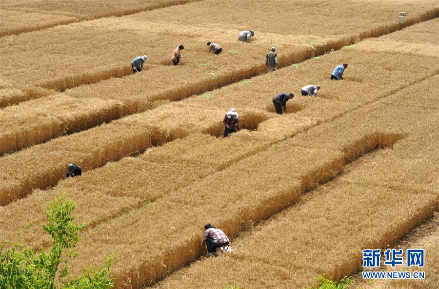 （經(jīng)濟(jì)）（2）把脈&ldquo;渤海糧倉&rdquo;促增產(chǎn)