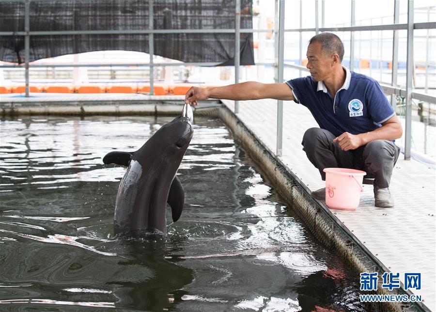 （圖文互動）（3）從消失的白鱀豚到人工繁殖江豚&mdash;&mdash;三個故事見證長江生態(tài)保護(hù)變遷