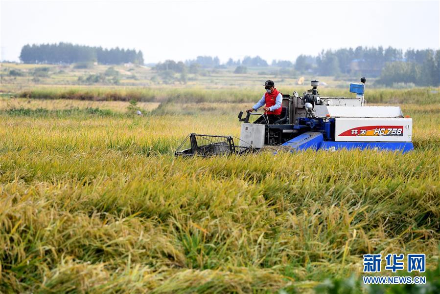 （新華全媒頭條&middot;壯闊東方潮　奮進新時代&mdash;&mdash;慶祝改革開放40年&middot;圖文互動）（9）小崗，與時代同行&mdash;&mdash;&ldquo;中國農(nóng)村改革第一村&rdquo;40年變遷的改革啟示