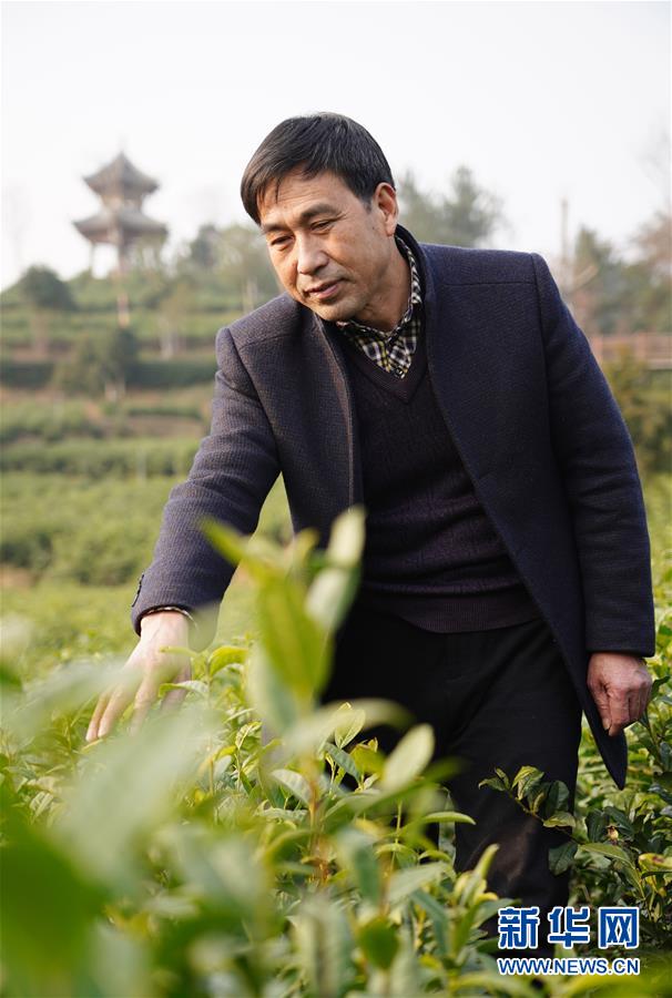 (在習(xí)近平新時(shí)代中國特色社會(huì)主義思想指引下——新時(shí)代新作為新篇章·鄉(xiāng)村振興戰(zhàn)略·圖文互動(dòng))(3)老支書王興強(qiáng)的新“茶事”