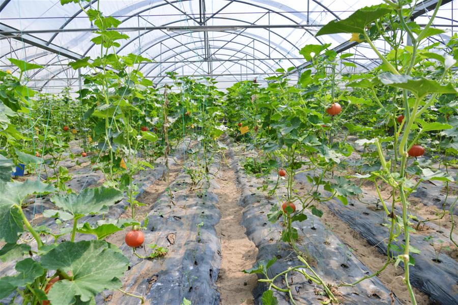 (新華全媒頭條·北京世園會·圖文互動)(16)建設(shè)美麗中國 共筑綠色家園——寫在2019年中國北京世界園藝博覽會開幕之際