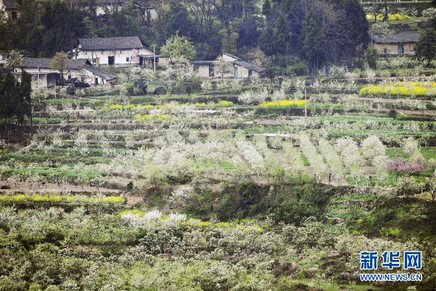 （在習(xí)近平新時(shí)代中國(guó)特色社會(huì)主義思想指引下&mdash;&mdash;新時(shí)代新作為新篇章）（7）重慶巫山：&ldquo;生態(tài)寶貝&rdquo;變身&ldquo;搖錢樹(shù)&rdquo;