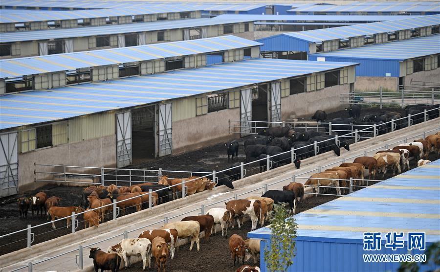 （壯麗70年&middot;奮斗新時代&mdash;&mdash;共和國發(fā)展成就巡禮&middot;圖文互動）（11）生態(tài)美、百姓富&mdash;&mdash;品讀嶄新&ldquo;寧夏畫卷&rdquo;