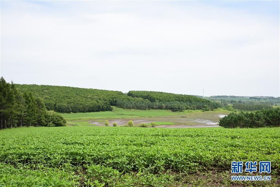 （在習(xí)近平新時代中國特色社會主義思想指引下&mdash;&mdash;新時代新作為新篇章&middot;圖文互動）（2）向林木要錢，讓綠樹生金&mdash;&mdash;黑龍江省拜泉縣發(fā)展綠色經(jīng)濟(jì)助脫貧