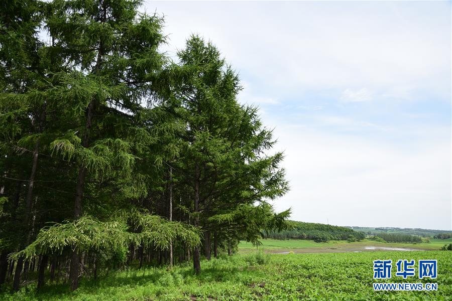 （在習(xí)近平新時代中國特色社會主義思想指引下&mdash;&mdash;新時代新作為新篇章&middot;圖文互動）（1）向林木要錢，讓綠樹生金&mdash;&mdash;黑龍江省拜泉縣發(fā)展綠色經(jīng)濟(jì)助脫貧