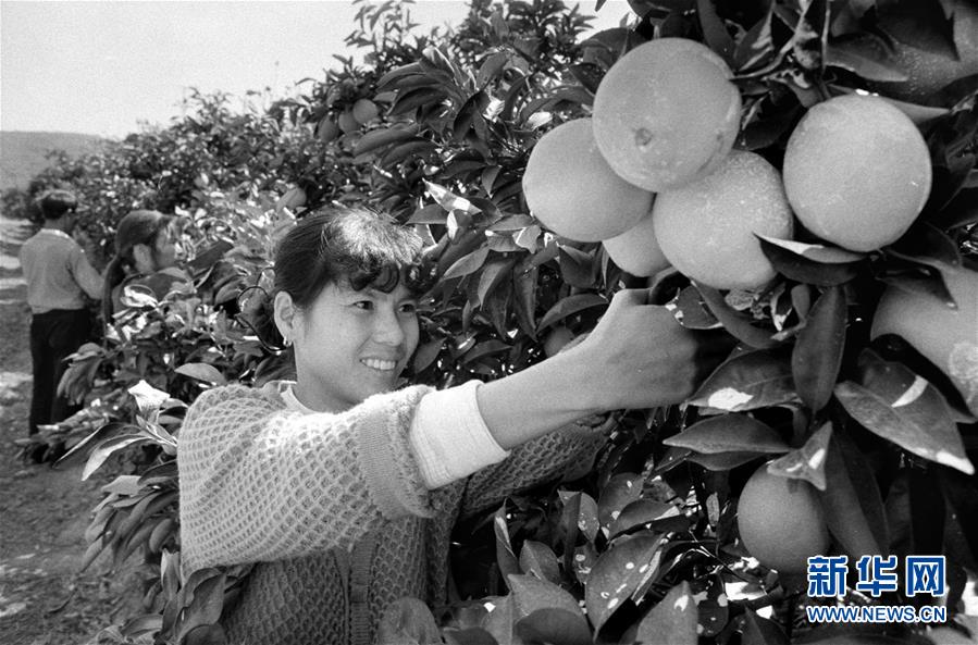 （紅土地&ldquo;往事新說&rdquo;&middot;圖文互動(dòng)）（3）昔日房前&ldquo;一棵苗&rdquo; 今朝引來橙滿枝