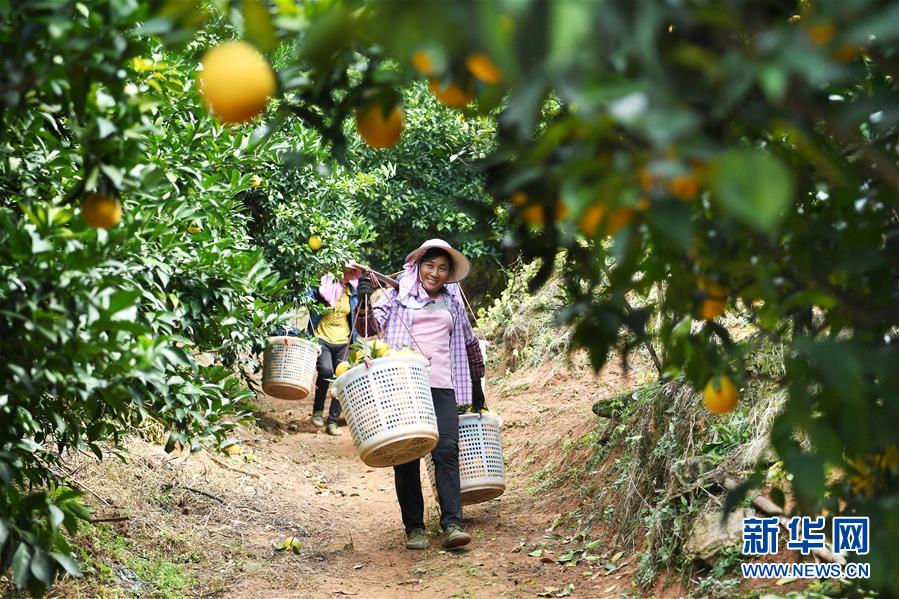（紅土地&ldquo;往事新說&rdquo;&middot;圖文互動(dòng)）（5）昔日房前&ldquo;一棵苗&rdquo; 今朝引來橙滿枝