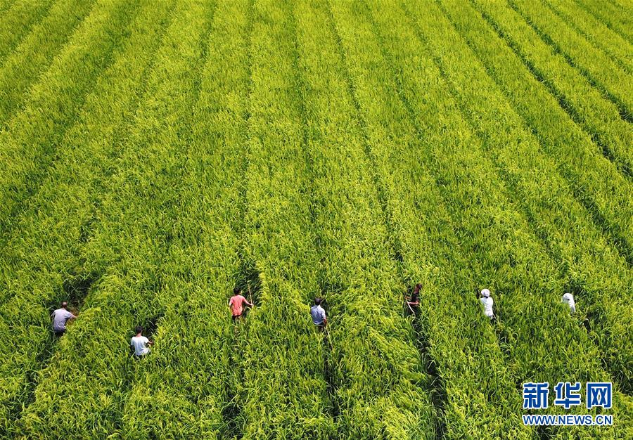 （全面深化改革&middot;圖文互動）（1）&ldquo;減&rdquo;出效益 &ldquo;融&rdquo;出特色 &ldquo;服&rdquo;出動力&mdash;&mdash;貴州推進農(nóng)村產(chǎn)業(yè)結(jié)構(gòu)調(diào)整觀察