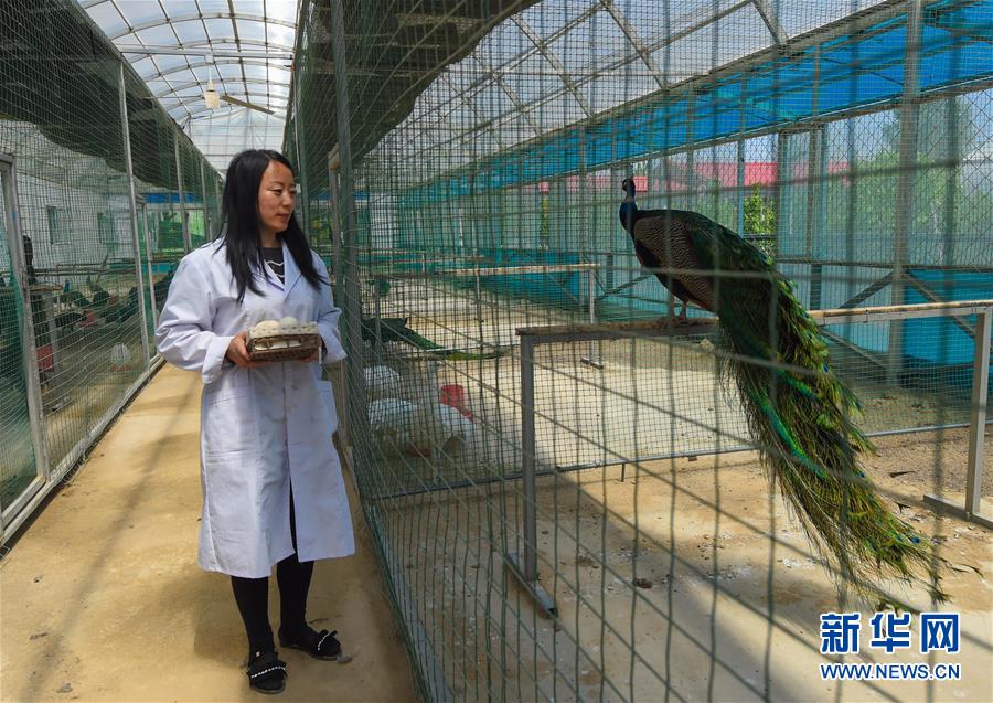 （新華全媒頭條&middot;圖文互動）（14）內(nèi)蒙古貧困旗縣全部&ldquo;摘帽&rdquo;