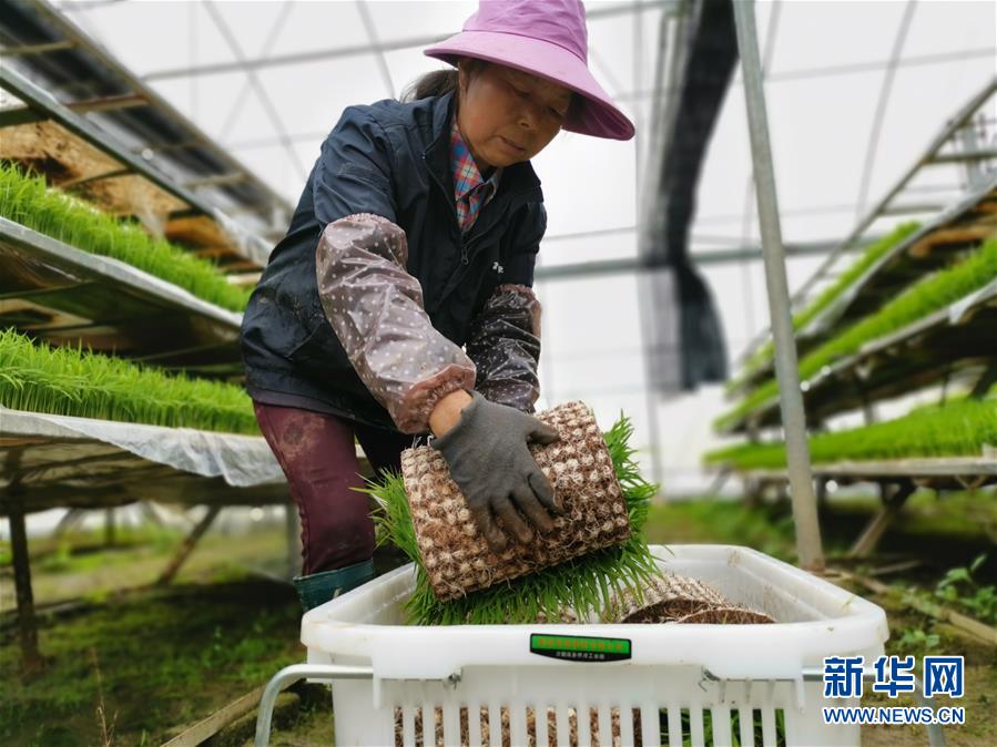 （聚焦農(nóng)業(yè)復(fù)工復(fù)產(chǎn)&middot;圖文互動(dòng)）（1）發(fā)力&ldquo;單改雙&rdquo; &mdash;&mdash;水稻大省湖南的雙季稻攻堅(jiān)戰(zhàn)