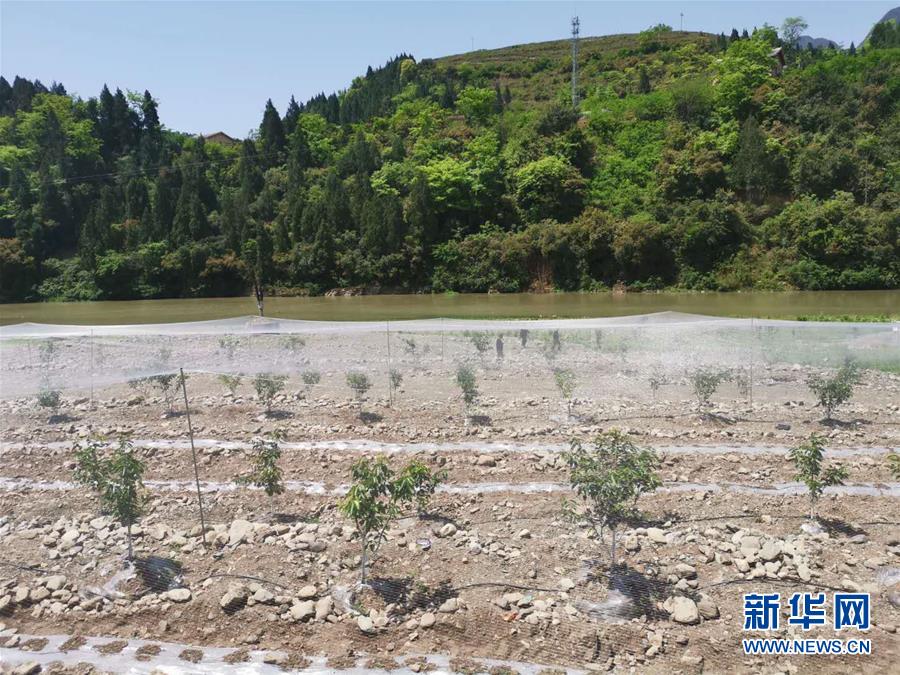 （決戰(zhàn)決勝脫貧攻堅(jiān)&middot;圖文互動）（3）野奶角又見春天