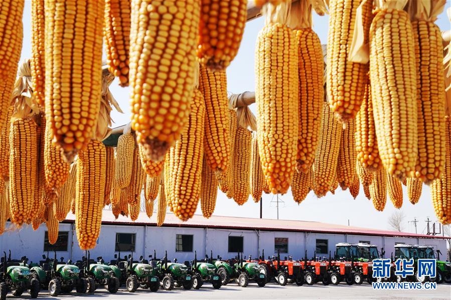 （新華全媒頭條&middot;圖文互動）（5）讓中國飯碗端得更牢&mdash;&mdash;&ldquo;中華糧倉&rdquo;春耕剪影