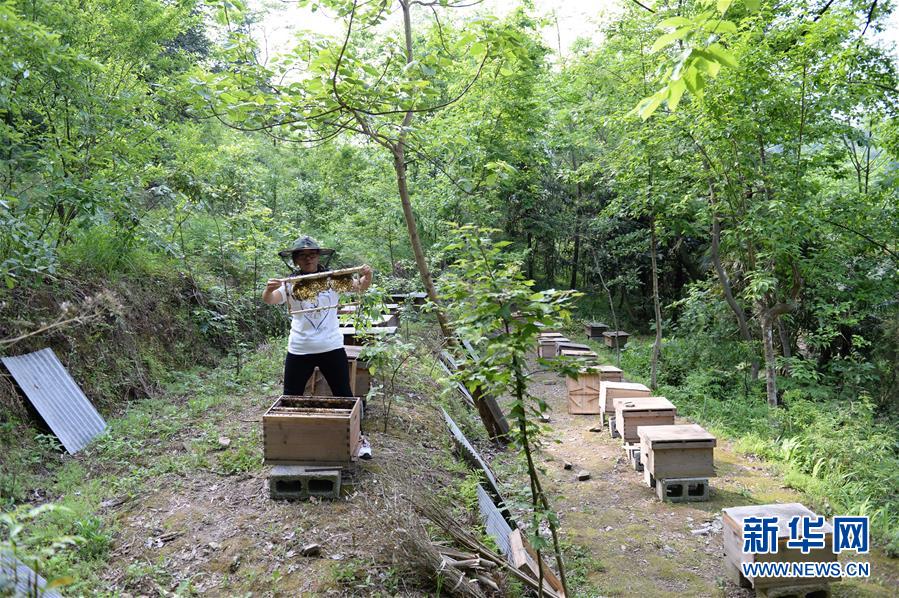 (決戰(zhàn)決勝脫貧攻堅(jiān)·圖文互動(dòng))(2)“蜂妹子”楊春竹:鄉(xiāng)村發(fā)展需要年輕人”