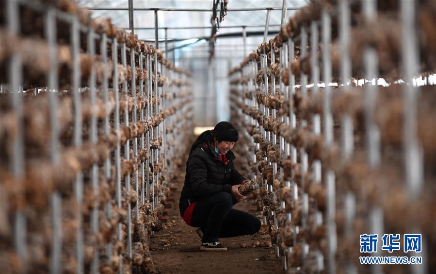 （新華全媒頭條&middot;圖文互動）（3）且看信心如何讓黃土變成金&mdash;&mdash;&ldquo;環(huán)京津貧困帶&rdquo;整體脫貧記