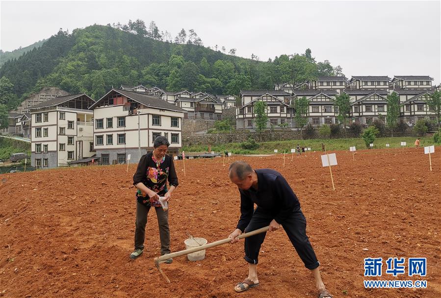 (決戰(zhàn)決勝脫貧攻堅(jiān)·圖文互動(dòng))(1)一分菜園穩(wěn)“心遷”