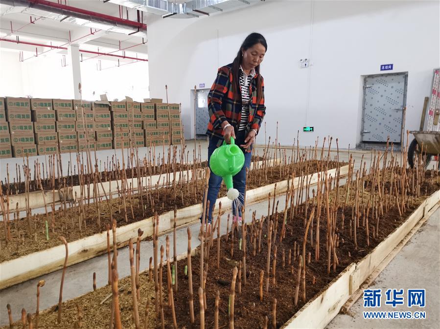 （決戰(zhàn)決勝脫貧攻堅(jiān)&middot;圖文互動(dòng)）（1）喚醒&ldquo;沉睡的大山&rdquo;&mdash;&mdash;&ldquo;經(jīng)營(yíng)鄉(xiāng)村&rdquo;讓烏蒙山極貧鄉(xiāng)變了&ldquo;模樣&rdquo;