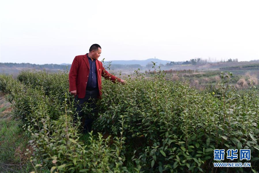 （決戰(zhàn)決勝脫貧攻堅(jiān)&middot;圖文互動）（3）貧困戶老楊的人生&ldquo;三級跳&rdquo;