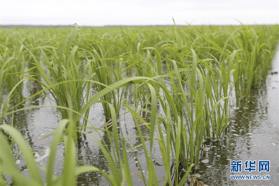 （走向我們的小康生活&middot;圖文互動）（1）端牢&ldquo;中國飯碗&rdquo; 播種綠色小康