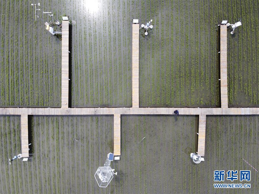 （走向我們的小康生活&middot;圖文互動）（5）端牢&ldquo;中國飯碗&rdquo; 播種綠色小康
