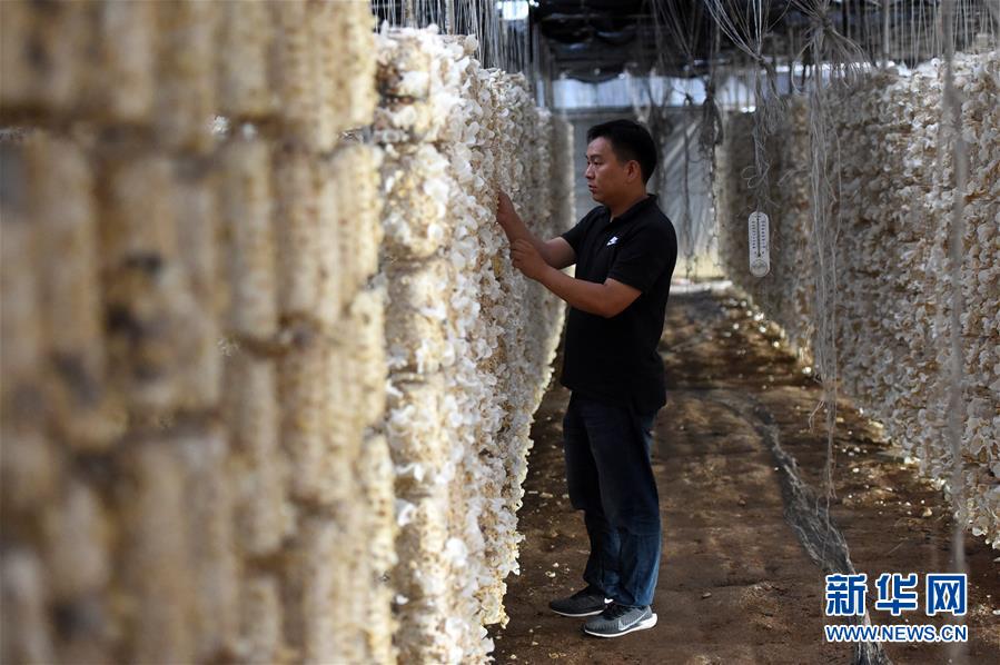  （新華全媒頭條&middot;圖文互動）（7）青春，在希望的田野上&mdash;&mdash;大別山區(qū)尋訪&ldquo;城歸&rdquo;大學(xué)畢業(yè)生