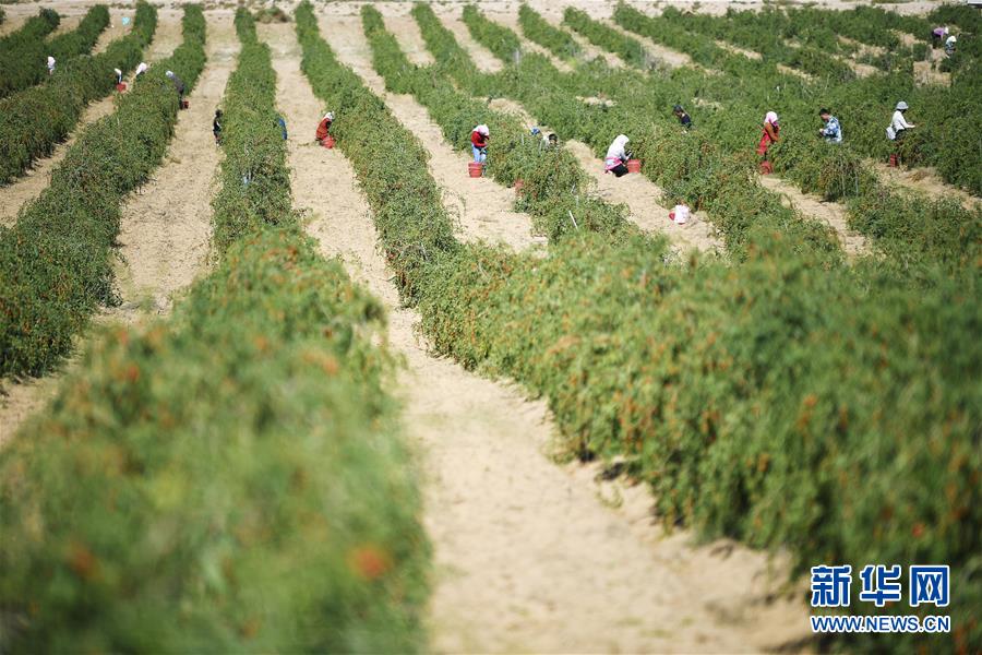 （新華全媒頭條&middot;走向我們的小康生活&middot;圖文互動）（7）23萬人的命運轉折&mdash;&mdash;我國最大易地生態(tài)移民安置區(qū)的脫貧密碼