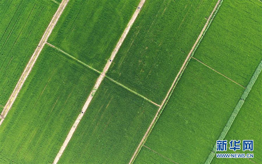 （新華全媒頭條&middot;走向我們的小康生活&middot;圖文互動(dòng)）（15）&ldquo;南大荒&rdquo;變&ldquo;稻蟹鄉(xiāng)&rdquo;&mdash;&mdash;資源枯竭型城市盤(pán)錦的鄉(xiāng)村振興之路