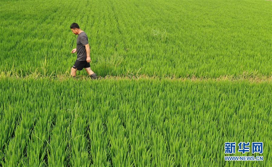 （新華全媒頭條&middot;走向我們的小康生活&middot;圖文互動(dòng)）（7）&ldquo;南大荒&rdquo;變&ldquo;稻蟹鄉(xiāng)&rdquo;&mdash;&mdash;資源枯竭型城市盤(pán)錦的鄉(xiāng)村振興之路