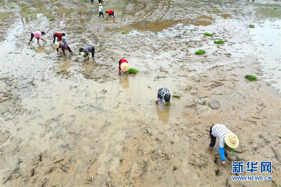 #（經(jīng)濟(jì)）（4）湖南：搶插水稻  生產(chǎn)自救