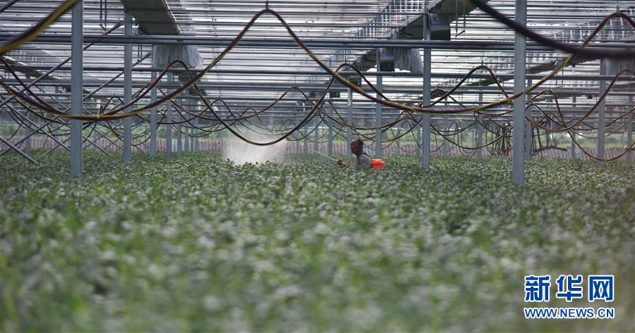 （決戰(zhàn)決勝脫貧攻堅(jiān)&middot;圖文互動）（3）&ldquo;小土豆&rdquo; 漸成增收大產(chǎn)業(yè)