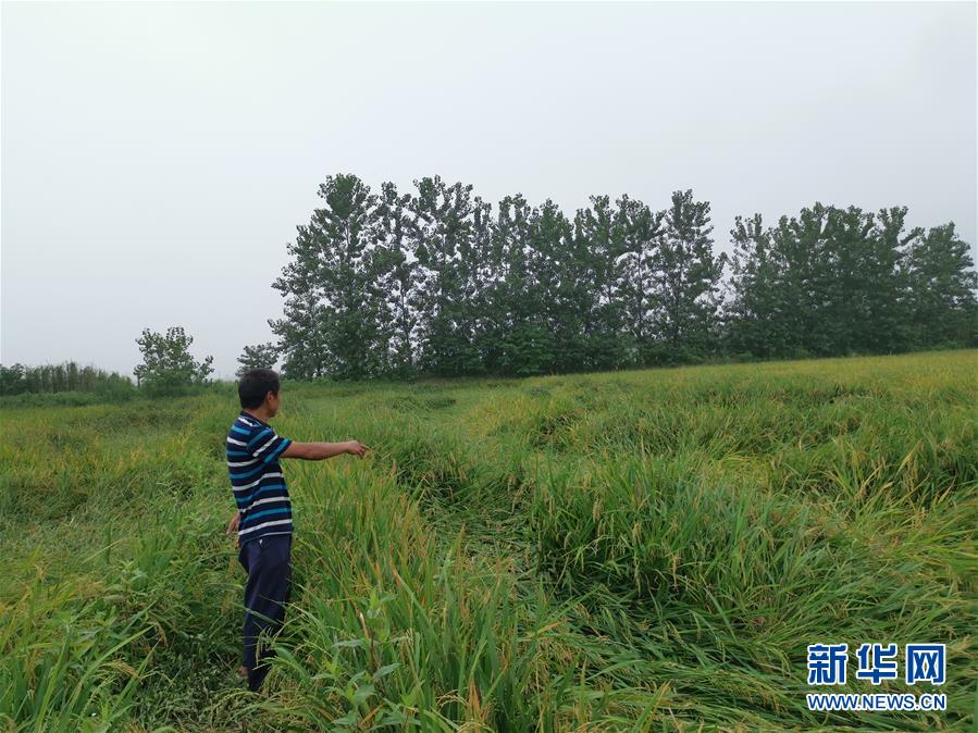 （新華視點&middot;聚焦餐桌外的浪費&middot;圖文互動）（2）顆粒歸倉為何難實現(xiàn)？我國糧食收割環(huán)節(jié)損失驚人