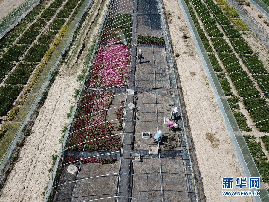 （新華全媒頭條&middot;走向我們的小康生活&middot;圖文互動(dòng)）（1）&ldquo;苦甲&rdquo;不再，&ldquo;甘味&rdquo;綿長(zhǎng)&mdash;&mdash;脫貧攻堅(jiān)的甘肅味道