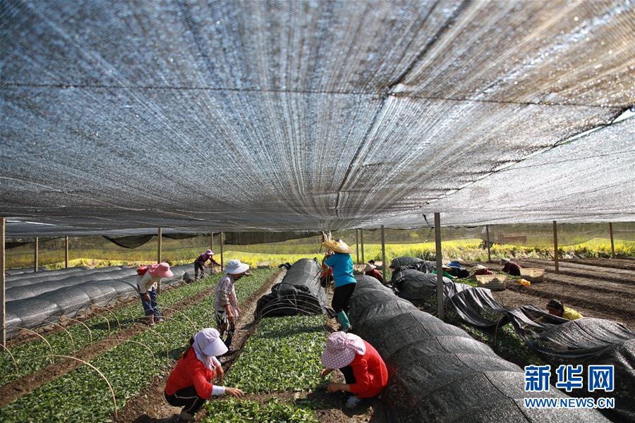 （新華全媒頭條&middot;決戰(zhàn)決勝脫貧攻堅(jiān)&middot;督戰(zhàn)未摘帽貧困縣&middot;圖文互動(dòng)）（7）不獲全勝，決不收兵&mdash;&mdash;全國52個(gè)掛牌督戰(zhàn)貧困縣脫貧攻堅(jiān)紀(jì)實(shí)