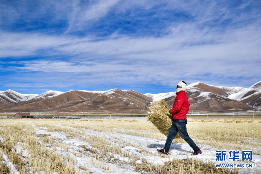 （新華全媒頭條&middot;走向我們的小康生活&middot;圖文互動(dòng)）（8）綠色繪就三江源&mdash;&mdash;來(lái)自青海脫貧奔小康一線的蹲點(diǎn)報(bào)告