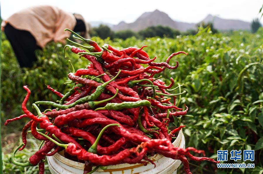 （走向我們的小康生活&middot;決戰(zhàn)決勝脫貧攻堅(jiān)&middot;圖文互動(dòng)）（8）甘青交界處的跨越&mdash;&mdash;保安族、撒拉族的脫貧故事 