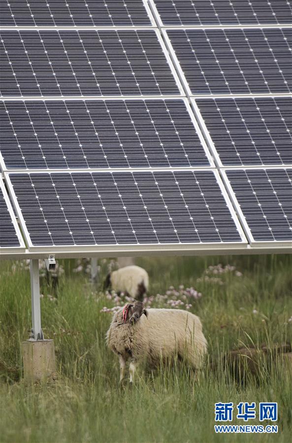 （新華全媒頭條&middot;走向我們的小康生活&middot;決戰(zhàn)決勝脫貧攻堅&middot;圖文互動）（5）高原上綻放的光芒&mdash;&mdash;來自青海攻克深度貧困堡壘的故事