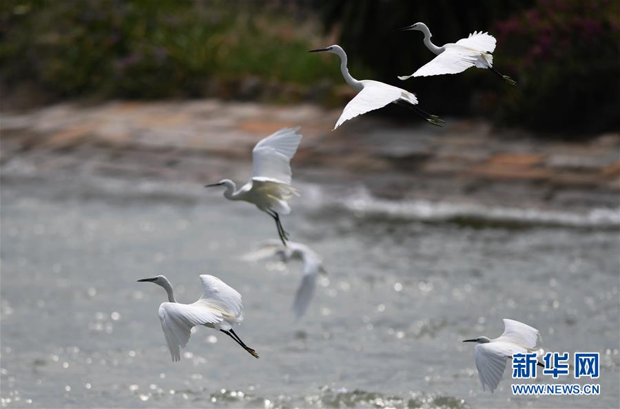 (特區(qū)40年?圖文互動)(4)廈庇五洲客 門納萬頃濤——廈門經(jīng)濟特區(qū)40年發(fā)展紀(jì)實